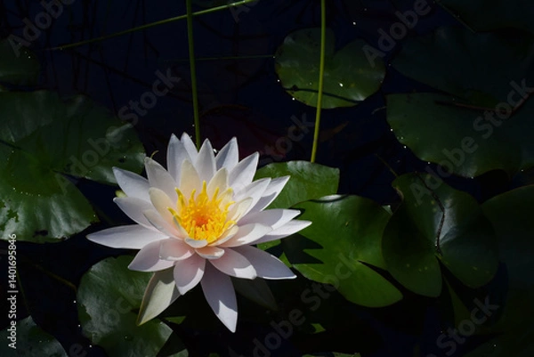 Fototapeta ハスの開花