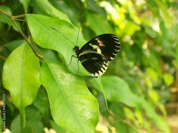 Obraz Butterfly walking  on a leaf