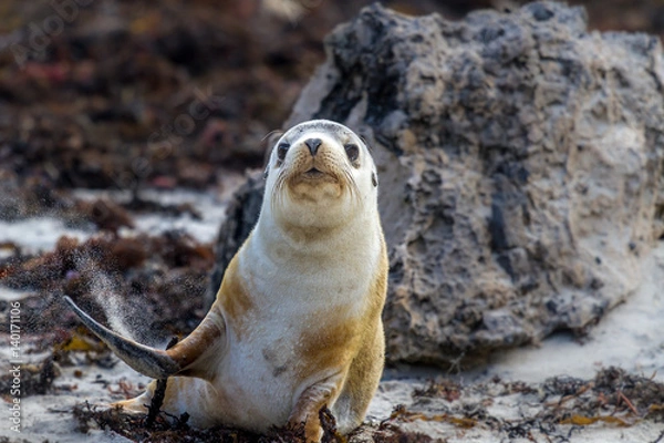 Obraz Fur Seal - Sammy