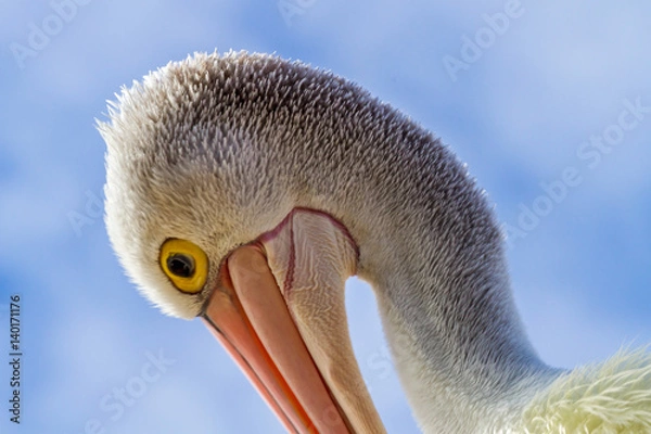 Obraz Pelican