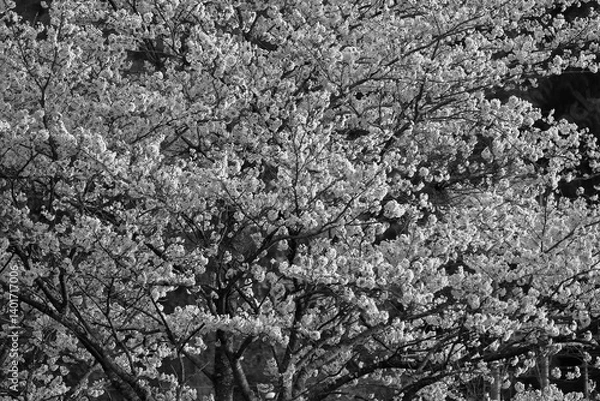 Fototapeta 桜、モノクローム