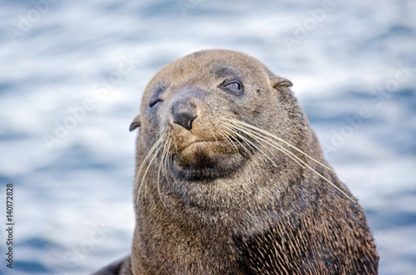 Obraz Australian fur seal