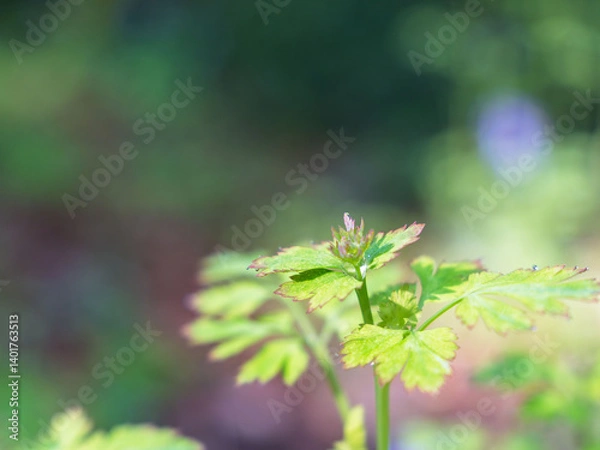 Fototapeta 早朝の森　若葉の緑色の葉03