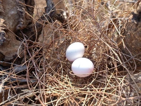 Obraz nest with eggs