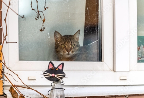 Fototapeta A cat is visible behind the glass of the window, looking out into the street