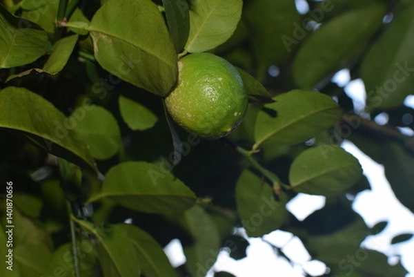 Fototapeta limes tree in the garden are excellent source of vitamin C. Green organic lime citrus fruit hanging on tree. green lemons hanging on branch. Branches of green lime tree with ripe fruits growing
