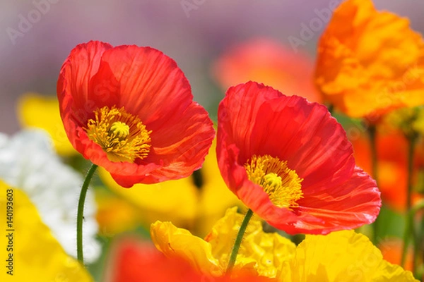 Obraz 赤いポピー