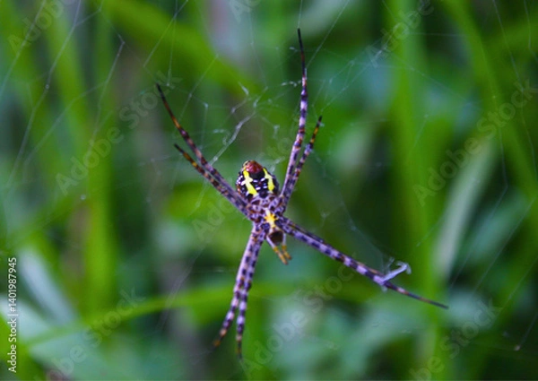 Fototapeta Close-up photo of Argiope spider on its web with blurred green background. Shows intricate web structure and spider’s vibrant colors. Perfect for science, nature, and biodiversity themes.

