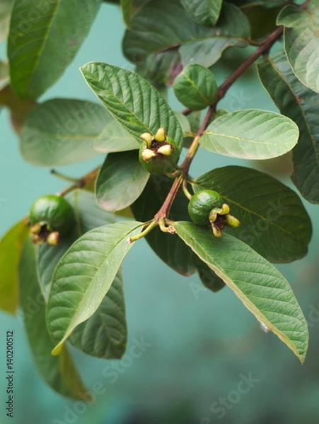 Fototapeta guava tree with leaves