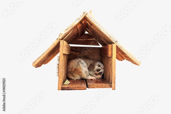 Obraz  Sunda slow loris