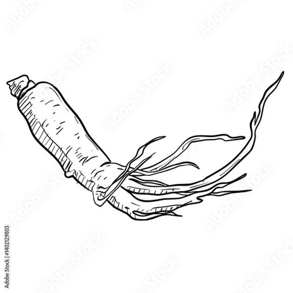 Obraz ginseng handdrawn illustration