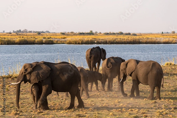 Fototapeta A herd of Elephants with young elephants in the light of the evening sun on the banks of the chobe river in botswana africa