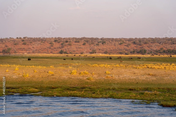 Fototapeta The Bank of the chobe river glows in the evening light as the sun sets in botswana africa 