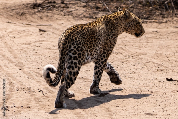 Fototapeta A Leopard is walking to the right with one paw in the air and looking into the distance on a hot day in chobe national park 