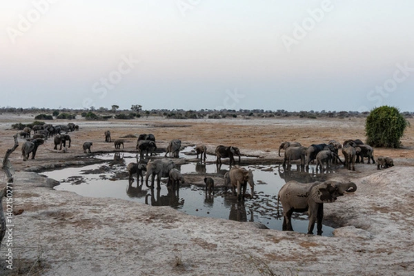 Fototapeta Elephants playing and drinking at a muddy waterhole in botswana africa with the sun setting the background on a dry day 