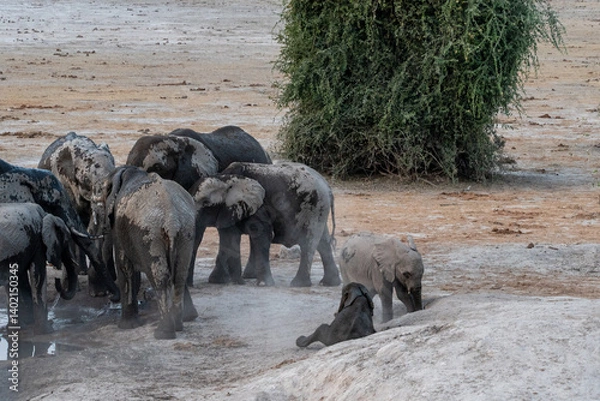Fototapeta two baby elephants playing in the dusk with one on its side after a mud bath and the other standing next to it and the herd next to them on a dry day at a waterhole in botswana africa 