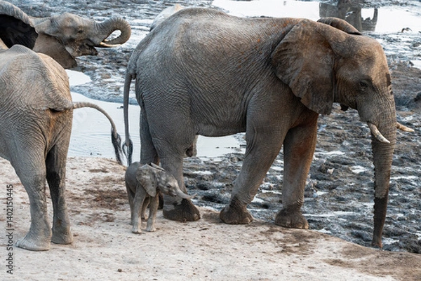 Fototapeta Baby elephant (very small) standing in front of its mother with its trunk extended at a waterhole in botswana 