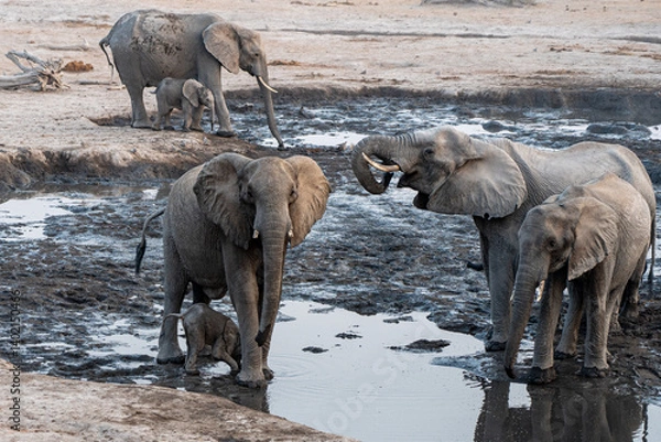 Fototapeta Elephants playing and drinking at a muddy waterhole in botswana africa with the sun setting the background on a dry day 