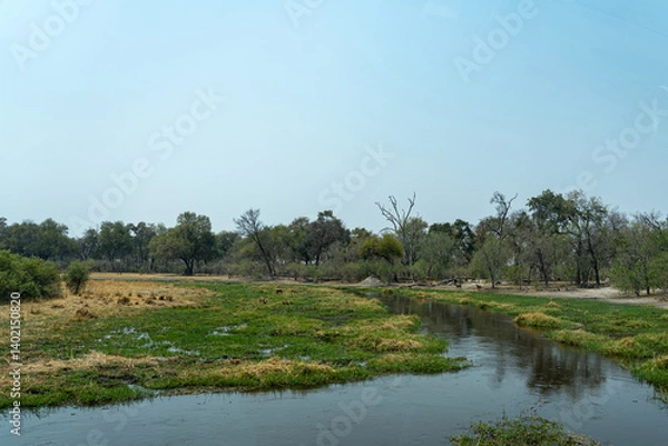 Fototapeta Green wetlands of the okavango delta and waterway with trees on both sides in the moremi national park okavango delta, botswana 