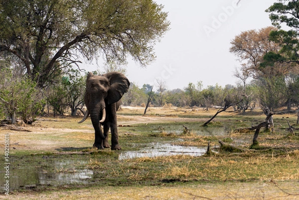 Fototapeta elephant standing on the edge of a waterhole in the wetlands of  moremi national park botswana okavango delta with the wetlands in the background on a sunny day 