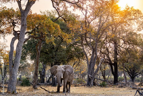Fototapeta African elephant standing under big majestic trees with the sun in the top right corner of the foto looking into the camera in the moremi national park, okavango delta Botswana 