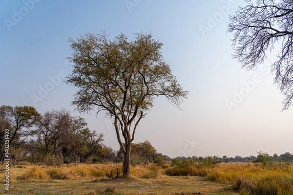 Fototapeta Tree in the okavango delta on  sunny day with blue sky infront of the yellow savannah in the moremi national park botswana south africa 