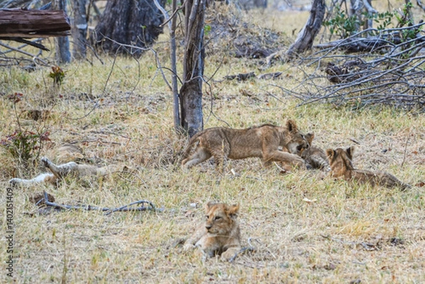 Fototapeta lion cubs playing in the yellow grass of the moremi national park in the okavango delta botswana 
