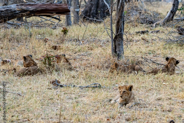 Fototapeta lion cubs playing in the yellow grass of the moremi national park in the okavango delta botswana 