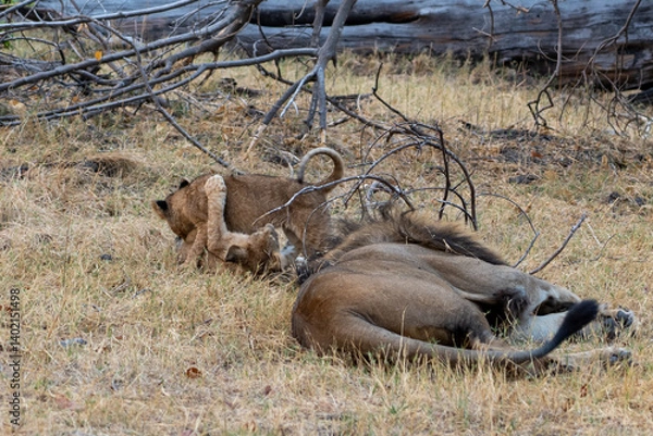 Fototapeta lion cubs playing in the yellow grass of the moremi national park in the okavango delta botswana with the male lion lying next to them 