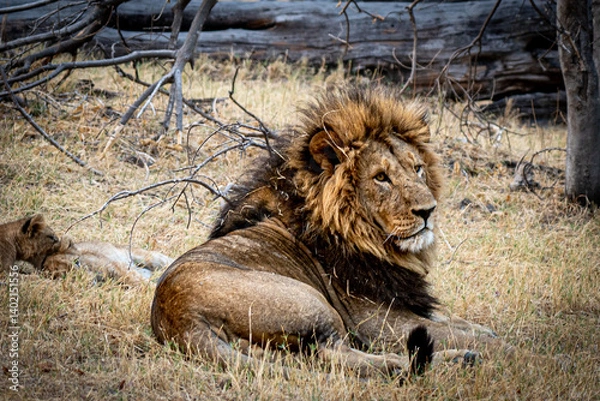 Fototapeta Male lion sits in a yellow plain looking to the right side of the picture in the okavango delta Botswana 