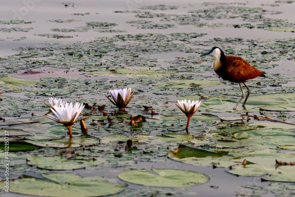 Fototapeta Bird walking across a lily pad field in the okavango delta in the morning light 