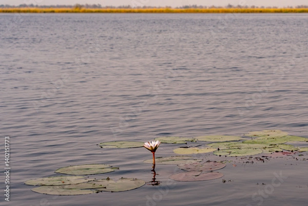 Fototapeta pink waterlilly in a pond in the middle of the okavango delta in africa botswana