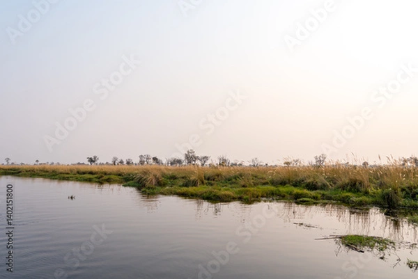Fototapeta Okavango waterway in the morning with a pink sky and green and yellow grass on the edge 