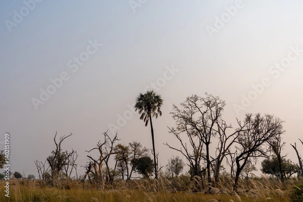 Fototapeta Silhouette of trees in the okavango delta against the light pink /blue sky of the rising sun on a September morning in botswana 