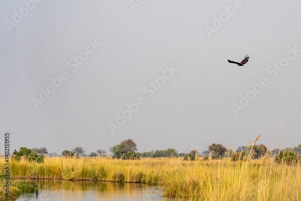 Fototapeta Fish eagle flying above the channel in okavango delta with green bushes alongside the channel 