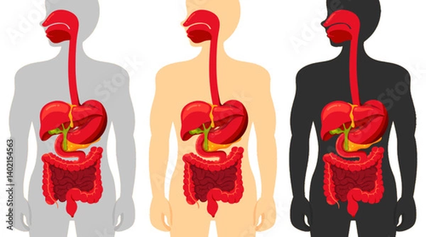 Obraz Set of human digestive system isolated on white background. Human digestive system in half body with 3 different colors. Grey, cream, dark color. Elements for medical anatomy, and science in EPS. 
