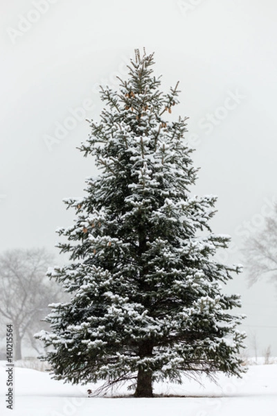 Obraz Lone Pine Snow