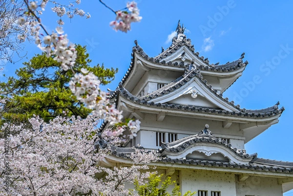 Fototapeta 桜と津城 三重県津市 日本