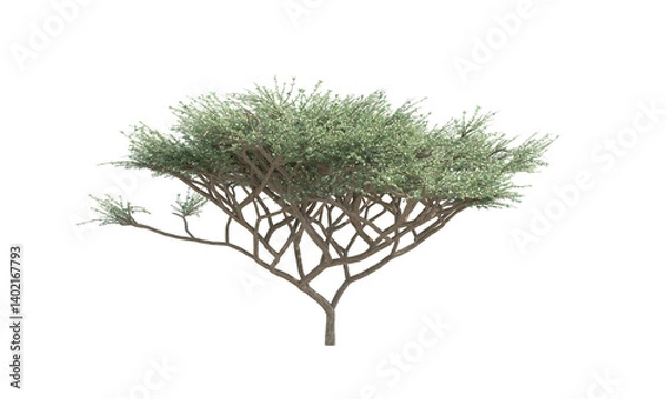Fototapeta Umbrella Thorn Acacia front view png alpha channel