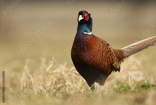 Fototapeta Ringneck Pheasant (Phasianus colchicus)