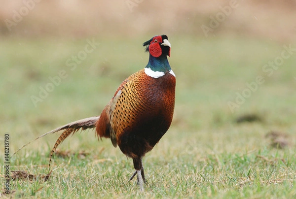 Fototapeta Ringneck Pheasant (Phasianus colchicus)