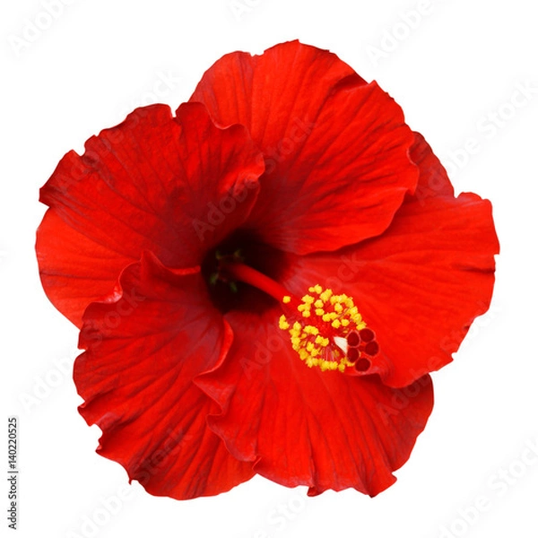 Obraz Red Hibiscus on white background with path