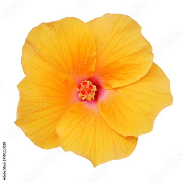 Obraz Yellow Hibiscus on white background with path
