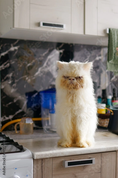 Fototapeta An angry Persian cat is sitting on the kitchen table.