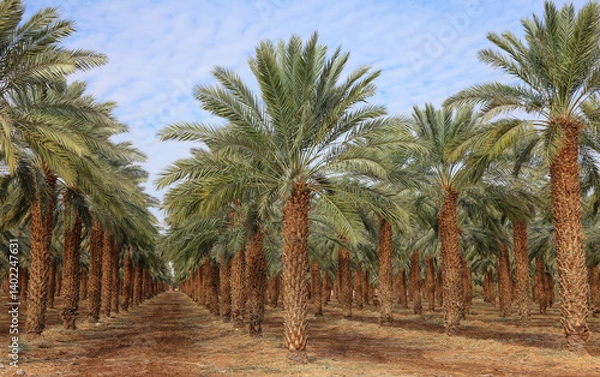 Fototapeta Date palm trees in Mediterranean date palm plantation