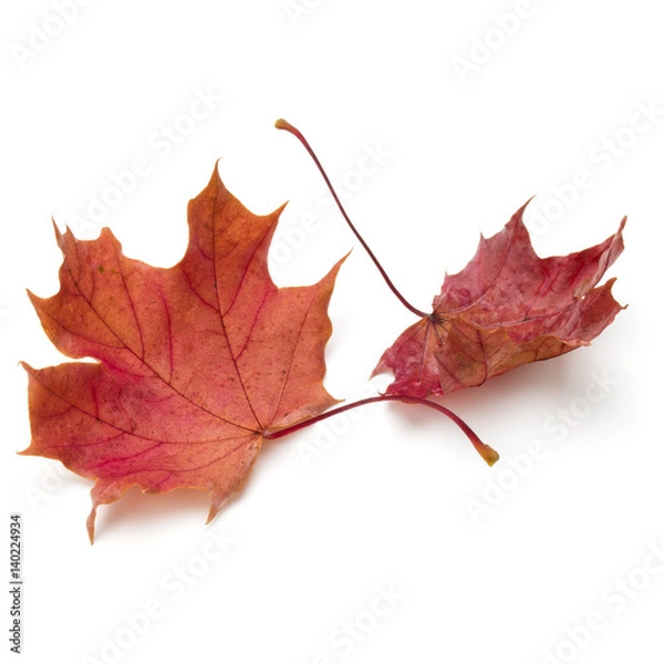 Fototapeta colorful autumn maple leaf isolated on white