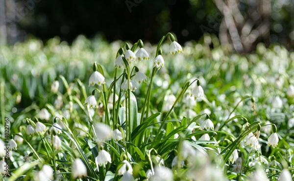 Fototapeta Märzenbecherwiese