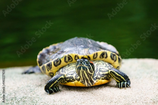 Fototapeta Red-eared slider turtle in natural environment on stone and water background. Close up view