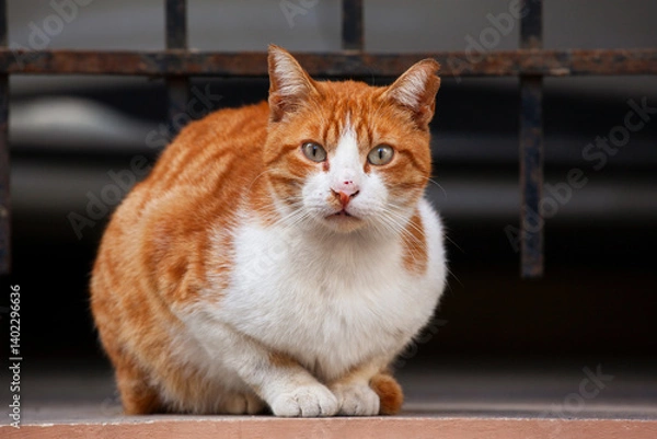 Fototapeta Red street cat with a scratched nose.