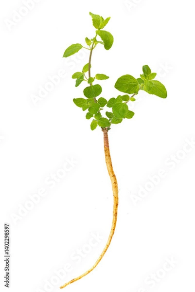 Obraz A Codonopsis pilosula seedling on white background